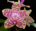 Phal. Orchid World 'Joe' AMAOS